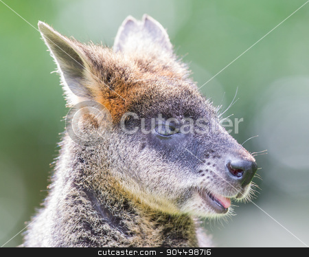 To use this stock image in your creative project, please select the size you need over to the right and click the "Add to Cart" button.
Your downloaded image will come with the Cutcaster watermark removed so don’t worry about the watermark you see on this page. Kangaroo: Wallaby close-up portrait stock photo, Kangaroo: Wallaby close-up portrait, eating in peace by michaklootwijk