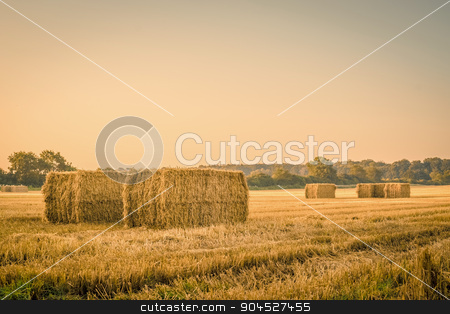 To use this stock image in your creative project, please select the size you need over to the right and click the "Add to Cart" button.
Your downloaded image will come with the Cutcaster watermark removed so don’t worry about the watermark you see on this page. Harvested straw bales on a countryside stock photo, Harvested straw bales on a countryside field by Kasper Nymann