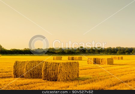 To use this stock image in your creative project, please select the size you need over to the right and click the "Add to Cart" button.
Your downloaded image will come with the Cutcaster watermark removed so don’t worry about the watermark you see on this page. Straw bales in a countryside landscape stock photo, Straw bales in a countryside landscape in the morning by Kasper Nymann