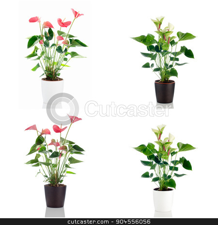 To use this stock image in your creative project, please select the size you need over to the right and click the "Add to Cart" button.
Your downloaded image will come with the Cutcaster watermark removed so don’t worry about the watermark you see on this page. Anthedesia anthurium stock photo, Beautiful Anthedesia anthurium with red, pink and green flowers in flowerpot on white background. by Homydesign