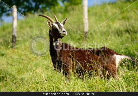 To use this stock image in your creative project, please select the size you need over to the right and click the "Add to Cart" button.
Your downloaded image will come with the Cutcaster watermark removed so don’t worry about the watermark you see on this page. Italian Goats grazing freely stock photo, In the picture a dairy goats grazing freely in the Italian alps, Seriana Valley(Bergamo). by Robertobinetti70