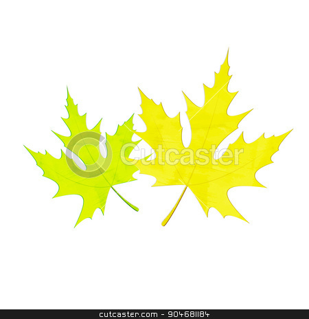 To use this stock image in your creative project, please select the size you need over to the right and click the "Add to Cart" button.
Your downloaded image will come with the Cutcaster watermark removed so don’t worry about the watermark you see on this page. two leaves stock vector clipart, green and yellow maple leaves isolated on white background. vector design by metrue