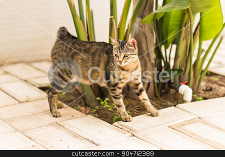 To use this stock image in your creative project, please select the size you need over to the right and click the "Add to Cart" button.
Your downloaded image will come with the Cutcaster watermark removed so don’t worry about the watermark you see on this page. Beautiful cat in the garden stock photo, Beautiful funny cat in the garden. cat in the yard by Satura86