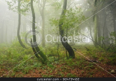 To use this stock image in your creative project, please select the size you need over to the right and click the "Add to Cart" button.
Your downloaded image will come with the Cutcaster watermark removed so don’t worry about the watermark you see on this page. Misty forest stock photo, Mysterious green old forest with fog and rain by Ondrej Vladyka