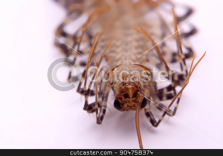 To use this stock image in your creative project, please select the size you need over to the right and click the "Add to Cart" button.
Your downloaded image will come with the Cutcaster watermark removed so don’t worry about the watermark you see on this page. Scutigera smithii Newport (long-legged house centipede) on a white background. stock photo, Scutigera smithii Newport (long-legged house centipede) on a white background. by photomyheart
