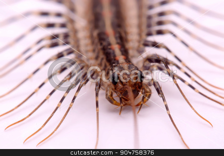 To use this stock image in your creative project, please select the size you need over to the right and click the "Add to Cart" button.
Your downloaded image will come with the Cutcaster watermark removed so don’t worry about the watermark you see on this page. Scutigera smithii Newport (long-legged house centipede) on a white background. stock photo, Scutigera smithii Newport (long-legged house centipede) on a white background. by photomyheart
