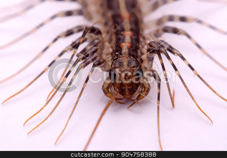 To use this stock image in your creative project, please select the size you need over to the right and click the "Add to Cart" button.
Your downloaded image will come with the Cutcaster watermark removed so don’t worry about the watermark you see on this page. Scutigera smithii Newport (long-legged house centipede) on a white background. stock photo, Scutigera smithii Newport (long-legged house centipede) on a white background. by photomyheart