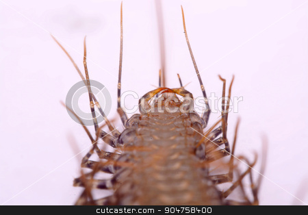 To use this stock image in your creative project, please select the size you need over to the right and click the "Add to Cart" button.
Your downloaded image will come with the Cutcaster watermark removed so don’t worry about the watermark you see on this page. Scutigera smithii Newport (long-legged house centipede) on a white background. stock photo, Scutigera smithii Newport (long-legged house centipede) on a white background. by photomyheart