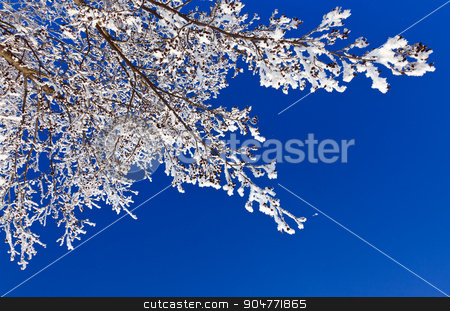 To use this stock image in your creative project, please select the size you need over to the right and click the "Add to Cart" button.
Your downloaded image will come with the Cutcaster watermark removed so don’t worry about the watermark you see on this page. winter branch stock photo, Winter branch covered with snow by serkucher