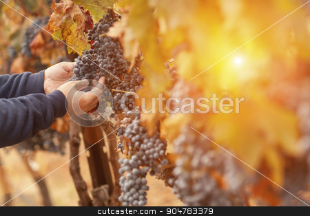 To use this stock image in your creative project, please select the size you need over to the right and click the "Add to Cart" button.
Your downloaded image will come with the Cutcaster watermark removed so don’t worry about the watermark you see on this page. Farmer Inspecting His Wine Grapes In Vineyard stock photo, Farmer Inspecting His Wine Grapes In The Afternoon Sun. by Andy Dean