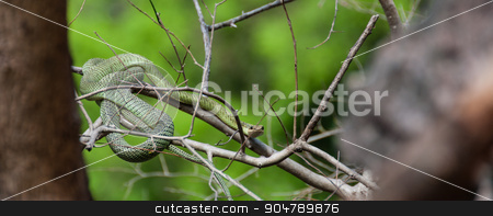 To use this stock image in your creative project, please select the size you need over to the right and click the "Add to Cart" button.
Your downloaded image will come with the Cutcaster watermark removed so don’t worry about the watermark you see on this page. Poisonous Green snake sitting on a branch stock photo, Poisonous Green snake sitting on a branch of a tree in Asia by attiarndt