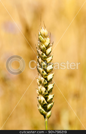 To use this stock image in your creative project, please select the size you need over to the right and click the "Add to Cart" button.
Your downloaded image will come with the Cutcaster watermark removed so don’t worry about the watermark you see on this page. mature cereal close-up stock photo, photographed close-up of yellowed ripe ears of cereal by ihar leichonak