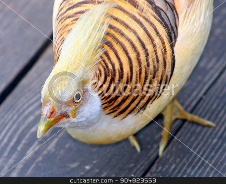 To use this stock image in your creative project, please select the size you need over to the right and click the "Add to Cart" button.
Your downloaded image will come with the Cutcaster watermark removed so don’t worry about the watermark you see on this page. Yellow Bird stock photo, A small bird with yellow chest, beak and hair. Orange and black stripes on its back. by Lucy Clark