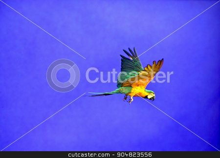 To use this stock image in your creative project, please select the size you need over to the right and click the "Add to Cart" button.
Your downloaded image will come with the Cutcaster watermark removed so don’t worry about the watermark you see on this page. Flying Parrot stock photo, A macaw parrot flying with blue background by Lucy Clark