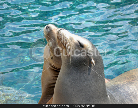 To use this stock image in your creative project, please select the size you need over to the right and click the "Add to Cart" button.
Your downloaded image will come with the Cutcaster watermark removed so don’t worry about the watermark you see on this page. Sealions stock photo, Two sealions together with water behind by Lucy Clark