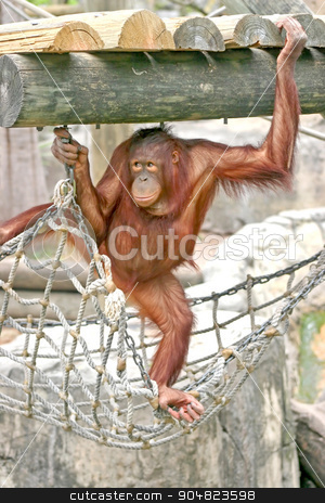 To use this stock image in your creative project, please select the size you need over to the right and click the "Add to Cart" button.
Your downloaded image will come with the Cutcaster watermark removed so don’t worry about the watermark you see on this page. Orangutan stock photo, An orangutan standing on rope and holding onto the wood above by Lucy Clark