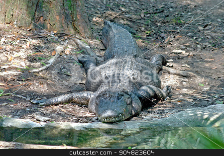 To use this stock image in your creative project, please select the size you need over to the right and click the "Add to Cart" button.
Your downloaded image will come with the Cutcaster watermark removed so don’t worry about the watermark you see on this page. Alligator stock photo, A large alligator sitting on the bank by Lucy Clark