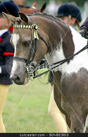 To use this stock image in your creative project, please select the size you need over to the right and click the "Add to Cart" button.
Your downloaded image will come with the Cutcaster watermark removed so don’t worry about the watermark you see on this page. Horse stock photo, The front and head of a dressage horse by Lucy Clark