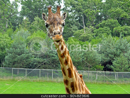 To use this stock image in your creative project, please select the size you need over to the right and click the "Add to Cart" button.
Your downloaded image will come with the Cutcaster watermark removed so don’t worry about the watermark you see on this page. Giraffe stock photo, A giraffe head and neck with trees behind by Lucy Clark