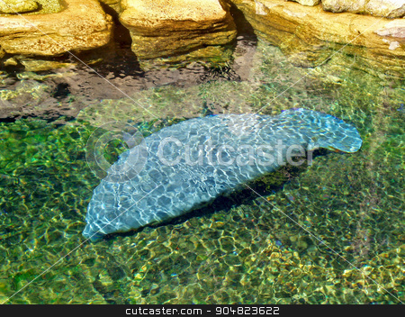 To use this stock image in your creative project, please select the size you need over to the right and click the "Add to Cart" button.
Your downloaded image will come with the Cutcaster watermark removed so don’t worry about the watermark you see on this page. Manatee stock photo, A manatee is swimming through the water by Lucy Clark