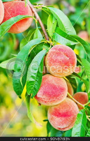 To use this stock image in your creative project, please select the size you need over to the right and click the "Add to Cart" button.
Your downloaded image will come with the Cutcaster watermark removed so don’t worry about the watermark you see on this page. peach on tree stock photo, peach on tree by tycoon