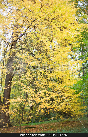 To use this stock image in your creative project, please select the size you need over to the right and click the "Add to Cart" button.
Your downloaded image will come with the Cutcaster watermark removed so don’t worry about the watermark you see on this page. autumn forest landscape stock photo, season, nature and environment concept - autumn forest landscape by Syda Productions