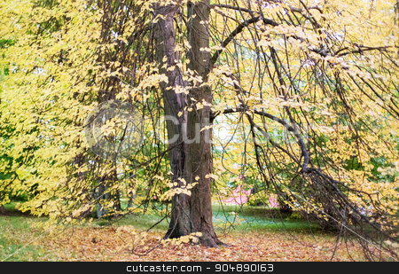 To use this stock image in your creative project, please select the size you need over to the right and click the "Add to Cart" button.
Your downloaded image will come with the Cutcaster watermark removed so don’t worry about the watermark you see on this page. autumn forest landscape stock photo, season, nature and environment concept - autumn forest landscape by Syda Productions