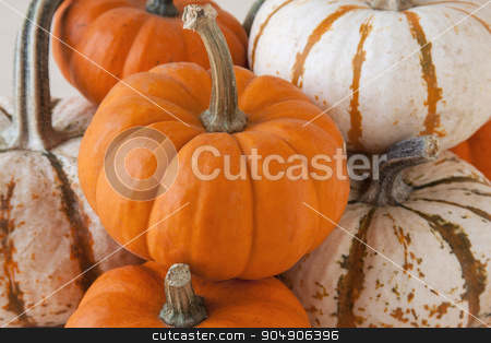 To use this stock image in your creative project, please select the size you need over to the right and click the "Add to Cart" button.
Your downloaded image will come with the Cutcaster watermark removed so don’t worry about the watermark you see on this page. Miniature Pumpkins stock photo, White and orange miniature pumpkins by AntoniaLorenzo