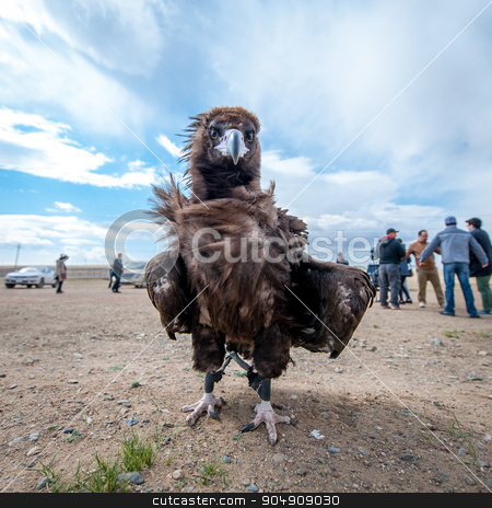 To use this stock image in your creative project, please select the size you need over to the right and click the "Add to Cart" button.
Your downloaded image will come with the Cutcaster watermark removed so don’t worry about the watermark you see on this page. MONGOLIA - May 17, 2015: Specially trained eagle for hunting in mongolian desert near Ulaan-Baator. stock photo, MONGOLIA - May 17, 2015: Specially trained eagle for hunting in mongolian desert near Ulan-Bator. by agnormark