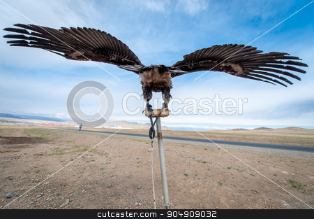 To use this stock image in your creative project, please select the size you need over to the right and click the "Add to Cart" button.
Your downloaded image will come with the Cutcaster watermark removed so don’t worry about the watermark you see on this page. MONGOLIA - May 17, 2015: Specially trained eagle for hunting in mongolian desert near Ulaan-Baator. stock photo, MONGOLIA - May 17, 2015: Specially trained eagle for hunting in mongolian desert near Ulan-Bator. by agnormark
