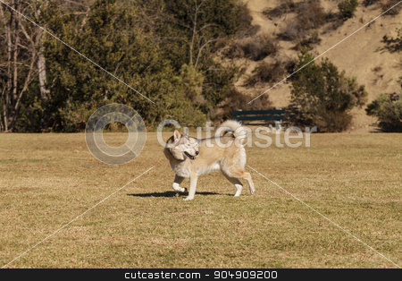 To use this stock image in your creative project, please select the size you need over to the right and click the "Add to Cart" button.
Your downloaded image will come with the Cutcaster watermark removed so don’t worry about the watermark you see on this page. Elderly husky mix dog stock photo, Elderly husky mix dog playing at a dog park by Stephanie Starr