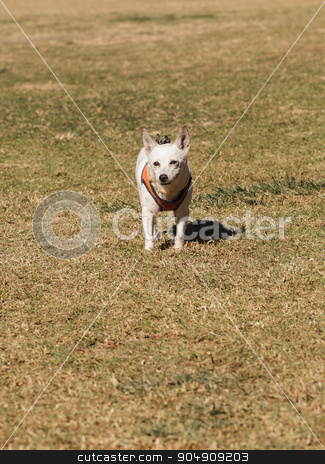 To use this stock image in your creative project, please select the size you need over to the right and click the "Add to Cart" button.
Your downloaded image will come with the Cutcaster watermark removed so don’t worry about the watermark you see on this page. Elderly Jack Russell dog stock photo, Elderly Jack Russell dog walking at a dog park in summer by Stephanie Starr