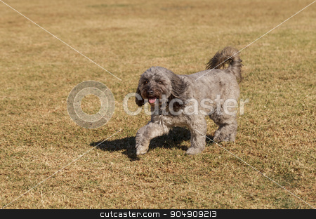 To use this stock image in your creative project, please select the size you need over to the right and click the "Add to Cart" button.
Your downloaded image will come with the Cutcaster watermark removed so don’t worry about the watermark you see on this page. Poodle mix dog stock photo, Poodle mix dog playing at a dog park in summer by Stephanie Starr
