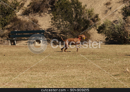 To use this stock image in your creative project, please select the size you need over to the right and click the "Add to Cart" button.
Your downloaded image will come with the Cutcaster watermark removed so don’t worry about the watermark you see on this page. Visla mix dog stock photo, Visla mix dog playing with a ball at a dog park by Stephanie Starr