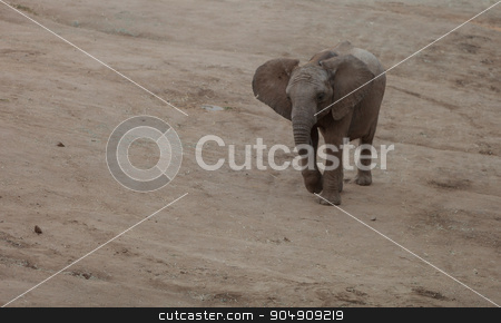 To use this stock image in your creative project, please select the size you need over to the right and click the "Add to Cart" button.
Your downloaded image will come with the Cutcaster watermark removed so don’t worry about the watermark you see on this page. Elephant, Loxodonta Africana stock photo, Elephant, Loxodonta Africana, behavior indicates a keen intelligence and awareness among these animals. by Stephanie Starr