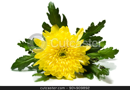 To use this stock image in your creative project, please select the size you need over to the right and click the "Add to Cart" button.
Your downloaded image will come with the Cutcaster watermark removed so don’t worry about the watermark you see on this page. chrysanthemum on a white background stock photo, The photograph shows a chrysanthemum on a white background by AlexBush