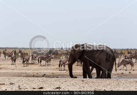 To use this stock image in your creative project, please select the size you need over to the right and click the "Add to Cart" button.
Your downloaded image will come with the Cutcaster watermark removed so don’t worry about the watermark you see on this page. crowded waterhole with Elephants stock photo, Crowded waterhole with Elephants, zebras, springbok and orix. Etosha national Park, Ombika, Kunene, Namibia. True wildlife photography by Artush