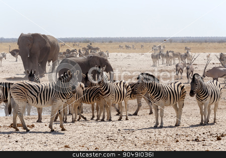To use this stock image in your creative project, please select the size you need over to the right and click the "Add to Cart" button.
Your downloaded image will come with the Cutcaster watermark removed so don’t worry about the watermark you see on this page. crowded waterhole with Elephants stock photo, Crowded waterhole with Elephants, zebras, springbok and orix. Etosha national Park, Ombika, Kunene, Namibia. True wildlife photography by Artush