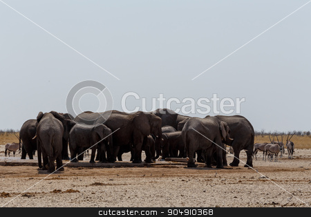 To use this stock image in your creative project, please select the size you need over to the right and click the "Add to Cart" button.
Your downloaded image will come with the Cutcaster watermark removed so don’t worry about the watermark you see on this page. crowded waterhole with Elephants stock photo, Crowded waterhole with Elephants, zebras, springbok and orix. Etosha national Park, Ombika, Kunene, Namibia. True wildlife photography by Artush
