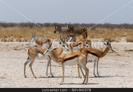 To use this stock image in your creative project, please select the size you need over to the right and click the "Add to Cart" button.
Your downloaded image will come with the Cutcaster watermark removed so don’t worry about the watermark you see on this page. herd of springbok in Etosha stock photo, herd of springbok in Etosha national park, Namibia by Artush