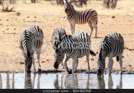 To use this stock image in your creative project, please select the size you need over to the right and click the "Add to Cart" button.
Your downloaded image will come with the Cutcaster watermark removed so don’t worry about the watermark you see on this page. Zebra in african bush stock photo, Zebra in african bush. Etosha national Park, Ombika, Kunene, Namibia. Wildlife. by Artush
