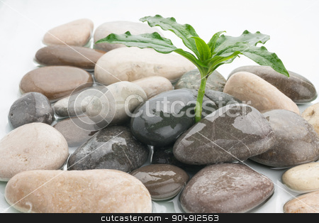 To use this stock image in your creative project, please select the size you need over to the right and click the "Add to Cart" button.
Your downloaded image will come with the Cutcaster watermark removed so don’t worry about the watermark you see on this page. zen stones and leaves with water drops stock photo, zen stones and leaves with water drops can be used as background by alekleks