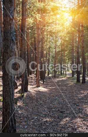 To use this stock image in your creative project, please select the size you need over to the right and click the "Add to Cart" button.
Your downloaded image will come with the Cutcaster watermark removed so don’t worry about the watermark you see on this page. Forest summer scene stock photo, Beautiful scene in the forest with sun rays and shadows by olinchuk