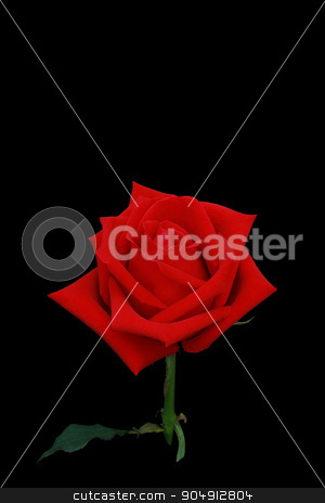 To use this stock image in your creative project, please select the size you need over to the right and click the "Add to Cart" button.
Your downloaded image will come with the Cutcaster watermark removed so don’t worry about the watermark you see on this page. Red rose flower side view isolated on black screen. stock photo, Red rose flower side view isolated on black screen closeup to look detail of petal. by Kanakom