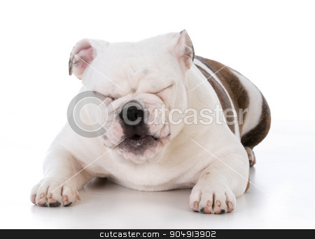 To use this stock image in your creative project, please select the size you need over to the right and click the "Add to Cart" button.
Your downloaded image will come with the Cutcaster watermark removed so don’t worry about the watermark you see on this page. dog laughing stock photo, bulldog puppy laughing with silly expression on white background by John McAllister