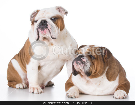 To use this stock image in your creative project, please select the size you need over to the right and click the "Add to Cart" button.
Your downloaded image will come with the Cutcaster watermark removed so don’t worry about the watermark you see on this page. two dogs stock photo, father and son bulldogs on white background by John McAllister