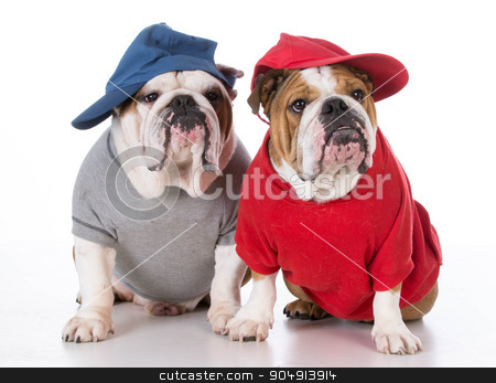 To use this stock image in your creative project, please select the size you need over to the right and click the "Add to Cart" button.
Your downloaded image will come with the Cutcaster watermark removed so don’t worry about the watermark you see on this page. two bulldogs stock photo, two english bulldogs wearing sweaters and hats on white background by John McAllister