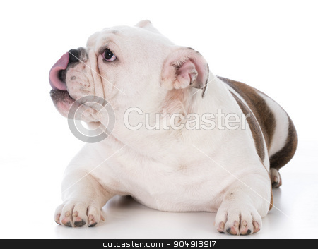 To use this stock image in your creative project, please select the size you need over to the right and click the "Add to Cart" button.
Your downloaded image will come with the Cutcaster watermark removed so don’t worry about the watermark you see on this page. dog licking lips stock photo, bulldog puppy licking lips on white background by John McAllister