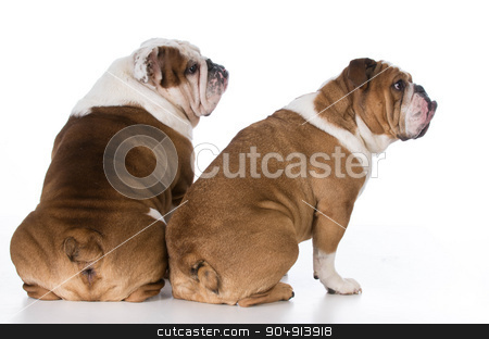 To use this stock image in your creative project, please select the size you need over to the right and click the "Add to Cart" button.
Your downloaded image will come with the Cutcaster watermark removed so don’t worry about the watermark you see on this page. two dog looking over shoulder stock photo, two english bulldog from backside looking over shoulder by John McAllister