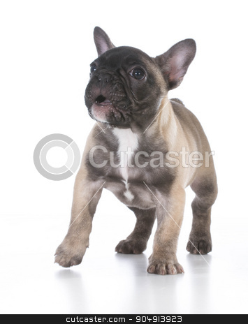 To use this stock image in your creative project, please select the size you need over to the right and click the "Add to Cart" button.
Your downloaded image will come with the Cutcaster watermark removed so don’t worry about the watermark you see on this page. cute puppy stock photo, french bulldog with cute expression standing on white background by John McAllister